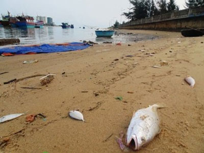 40 tấn cá chết vì “trúng độc” đã đi đâu?